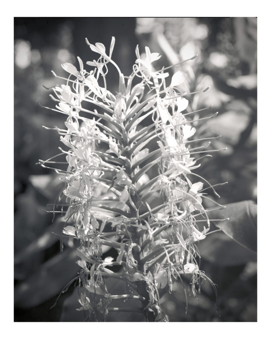 black and white image flowe